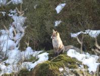 images/renard/renard-2-mars-2012-02 copie.jpg